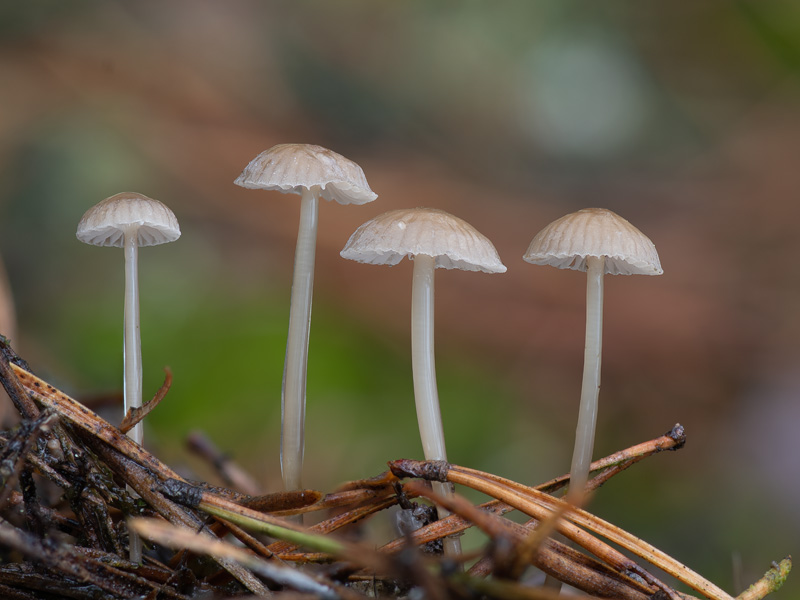 Mycena clavicularis